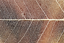Struktury Structures